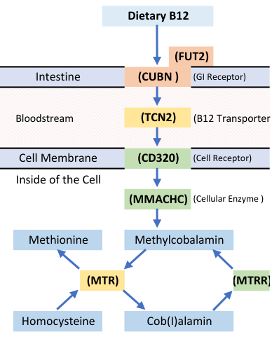 Actual B12 pathway diagram from the sample report, showing absorption, transport and cellular uptake.