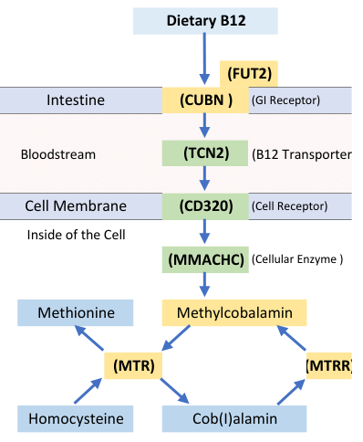Actual B12 pathway diagram from the sample report, showing absorption, transport and cellular uptake.